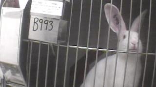BUAV copyright rabbit in cage 2009