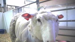 Close up of sheep from Cambridge investigation