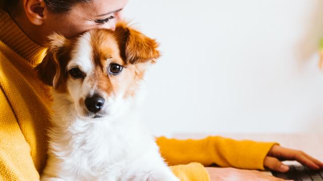 woman cddling dog on lap while working on laptop