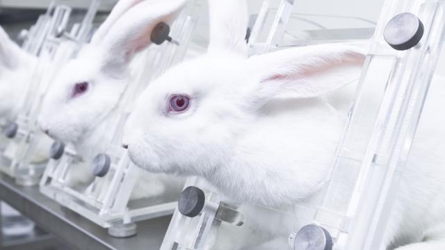 White rabbits in restraint box