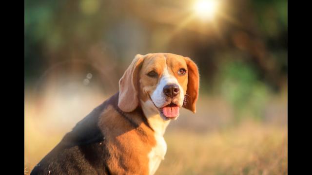 Beagle in a field