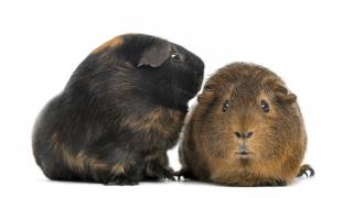 black and brown guinea pig