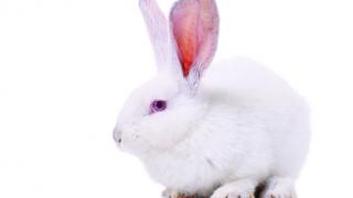 white rabbit with pink eye on white background
