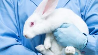 White rabbit held by researcher in laboratory