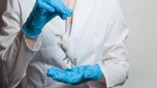 Scientist wearing blue gloves holding rat by tail
