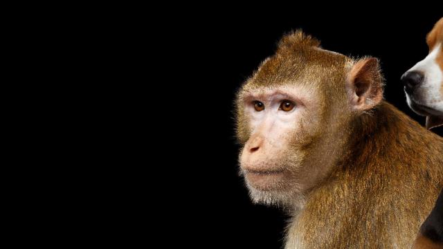 Macaque Monkey and Beagle close-up on a black background