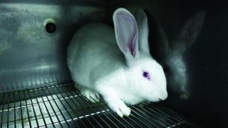 White rabbit in cage