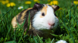 Guinea pig in grass