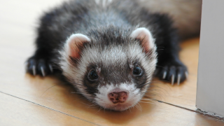 ferret
