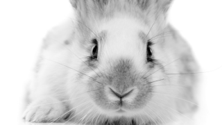 Rabbit looking at camera 