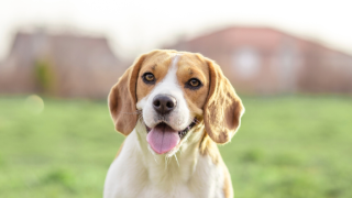 Beagle looking at camera