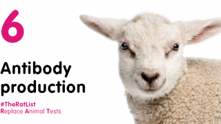 Antobody production with white sheep and hashtag #TheRatList