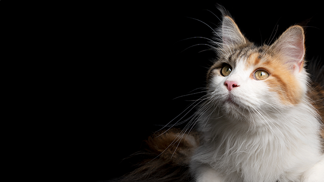 white and ginger cat lying down looking up on a black background