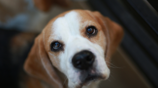Beagle dog looking up with pleading eyes