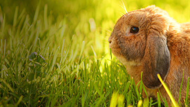 Brown bunny on grass
