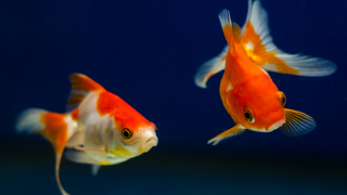 Two goldfish