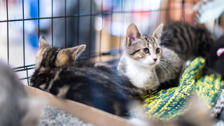 Two cats in adoption cage