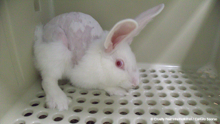 White rabbit cowering in cage corner