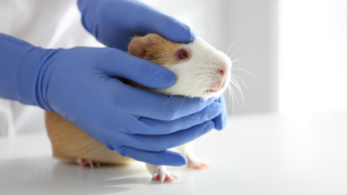 Guinea pig held by scientist wearing gloves