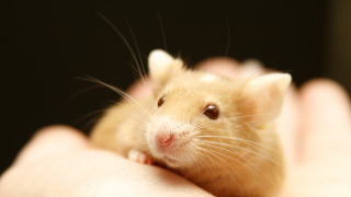 Person holding mouse in their hand