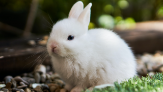 Close up white rabbit in grass