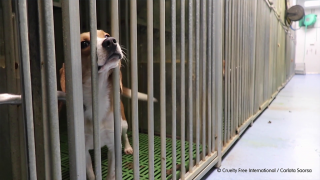 Beagle in cage 