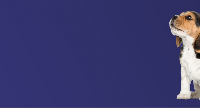 Beagle with a parrot, kitten and hamster on blue background