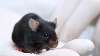 Brown mouse in palm of hand