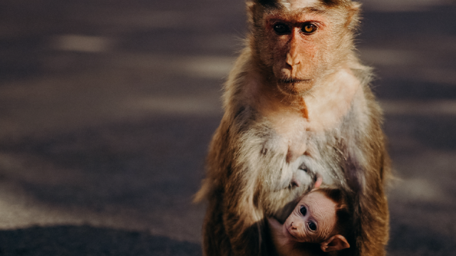 macaque monkey holding her baby