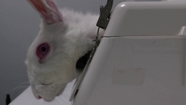 White rabbit in restraint