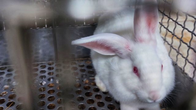 white rabbit with pink eyes in a cage