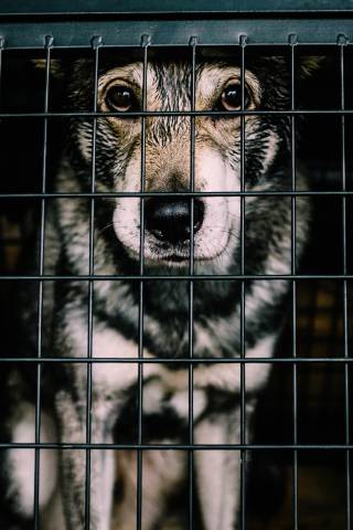 dog in a crate