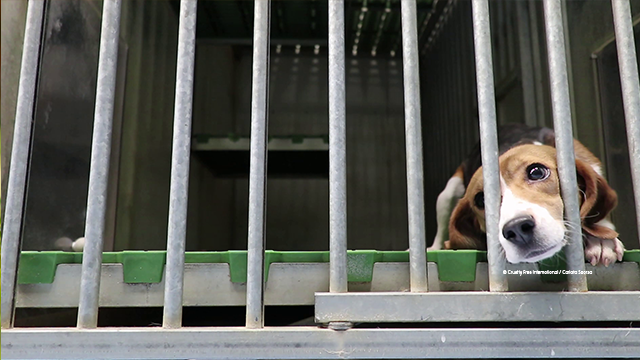 Beagle in cage 