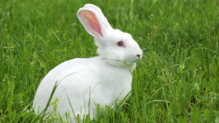 White rabbit in grass