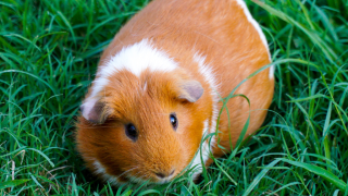 Brown guinea pig in grass