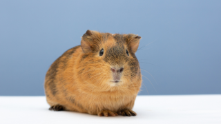 Brown Guinea Pig and a blue backdrop